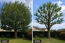 Élagage autour de moi
